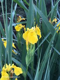 Image result for Iris pseudacorus