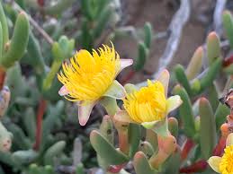 Image result for Hereroa