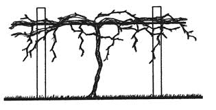 Image result for grape pruning