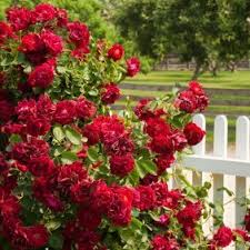 Image result for image red rose bushes