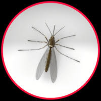 Check spelling or type a new query. 22 Common Household Pests Bugs Insects