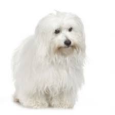 Black And White Coton De Tulear Puppies For Sale Coton De Tulears Coton De Tulear Coton De Tulear Dogs Dog Breeds