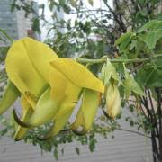 Image result for Crotalaria torrei
