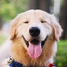 Check spelling or type a new query. é‡'æ¯›å¯»å›žçŠ¬ Wikiwand