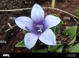 Image result for Craterocapsa