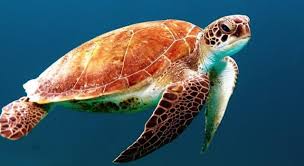 They include a vast diversity of life, everything from plants to large mammals. Which Ability Do Sea Turtles Lack Trivia Questions Quizzclub