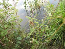 Image result for Cyperus ajax