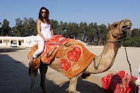 Camels are a type of mount that can be found in the region of valencia. Desert Tour 4 Hours Private 2021 Manama