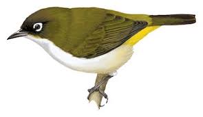 We did not find results for: Tagula White Eye Zosterops Meeki Birds Of The World