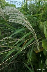 Image result for Digitaria brazzae
