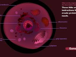 In the complete animal cell centrosome, the two centrioles are arranged such that one is perpendicular to the other. Animal Cell Quiz Game To14 Com Play Now