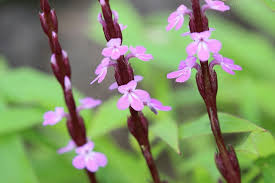 Image result for Striga gesnerioides