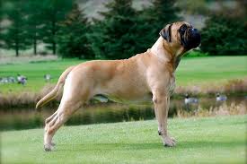 Find bullmastiff puppies and breeders in your area and helpful bullmastiff information. Bullmastiff Price Range Bullmastiff Puppies For Sale Price Bullmastiff Cost
