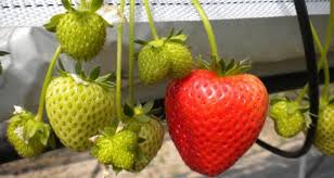 Three experts recommend the kaffir or thai lime tree for growing indoors, because the plant's leaves — not its fruit — are what most people pluck from it to use. 7 Delicious Fruits You Can Grow Indoors This Winter Off The Grid News