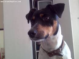 Black And Tan Jack Russell Terrier Mix A Photo Of A 2 Old Tri Colour Smooth Fox Terrier White Black And Tan Fox Terrier Smooth Fox Terriers Terrier