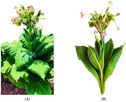 Image result for Nicotiana tabacum