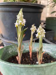 Image result for Zeuxine