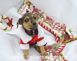 Golden dog in santa hat and christmas wreath waiting for a treat. Christmas Love Stockings Full Of Treats For Dogs Or Cats Delta Rescue Care For Life Animal Sanctuary