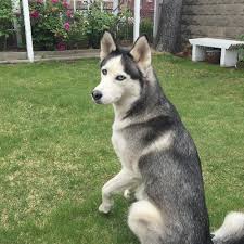 Check spelling or type a new query. Adopt A Siberian Husky Near New York Ny Get Your Pet