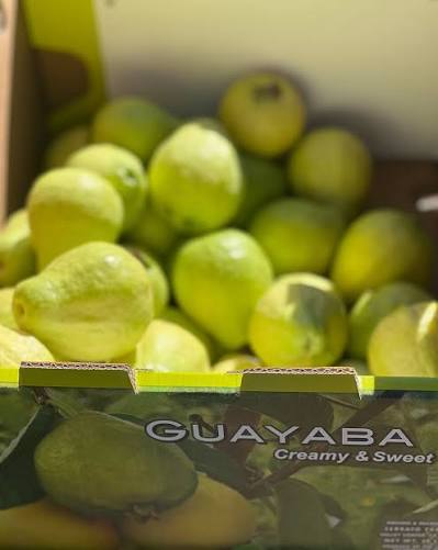 CS GUAYABA SERRATO 20 LBS
