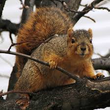 fox squirrel