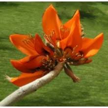 Image result for Erythrina madagascariensis