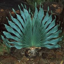 Image result for Boophone disticha