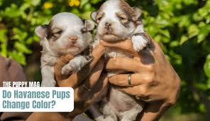 Do Havanese Puppies Change Color What Owners Should Know The Puppy Mag