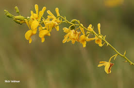 Image result for Eulophia angolensis