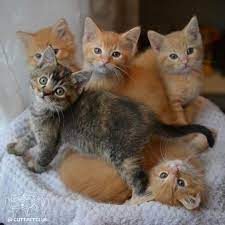 Hugedomains Com Shop For Over 300 000 Premium Domains Baby Cats Kittens Cutest Cute Baby Cats