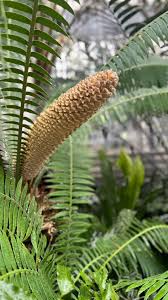 Image result for Encephalartos gratus