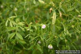 Image result for Lens culinaris