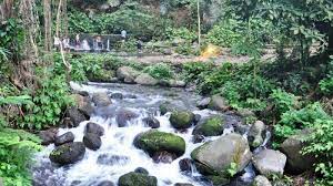 The forest contains a wide variety of animals and plants. Hutan Lindung Sesaot Ajaib Hutan Ini Punya 40 Mata Air Konon Ada Yang Bisa Menjadi Obat Tribun Travel