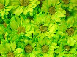 Pin On Flowers