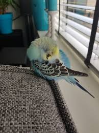 Sleepy Pietje Kus