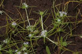 Image result for Lessertia pauciflora