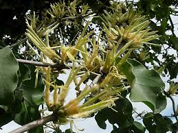 Image result for Erianthemum dregei