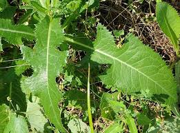 Image result for Sonchus schweinfurthii