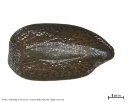 Image result for Cassia burttii