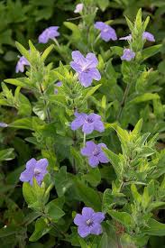 Image result for Vandellia humilis