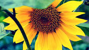 Wallpaper dinding bunga pink ungu. Bunga Hd 4k Makro Kuning Bunga Matahari Wallpaper Hd Wallpaperbetter