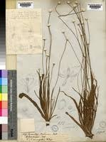 Image result for Eriocaulon abyssinicum