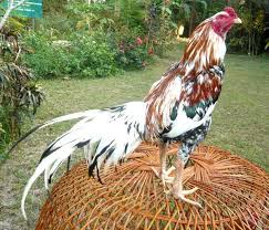 Pin Oleh Pakistan Aseels Breed Di Aseel Murgha Bangkok Ayam Hewan