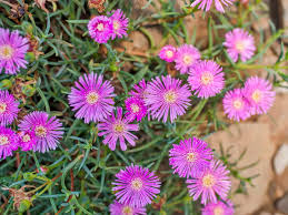 Maybe you would like to learn more about one of these? 15 Beautiful Fast Growing Ground Cover Plants