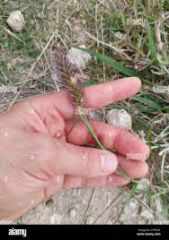 Image result for Cenchrus ciliaris