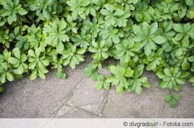 We did not find results for: Dickmannchen Schattengrun Ysander Pflege Anleitung Gartenlexikon De
