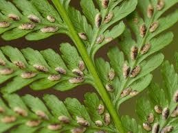 Image result for Diplazium humbertii