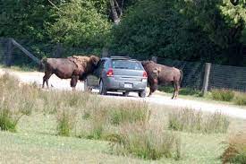 Olympic Game Farm Park Drive Thru And Feed The Animals Squim Wa Washington Things To Do Washington State Washington State Travel