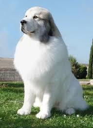 60 Pyrenean Mastiff Ideas Pyrenean Mastiff Mastiffs Dogs