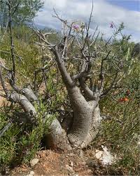 Image result for Commiphora caerulea